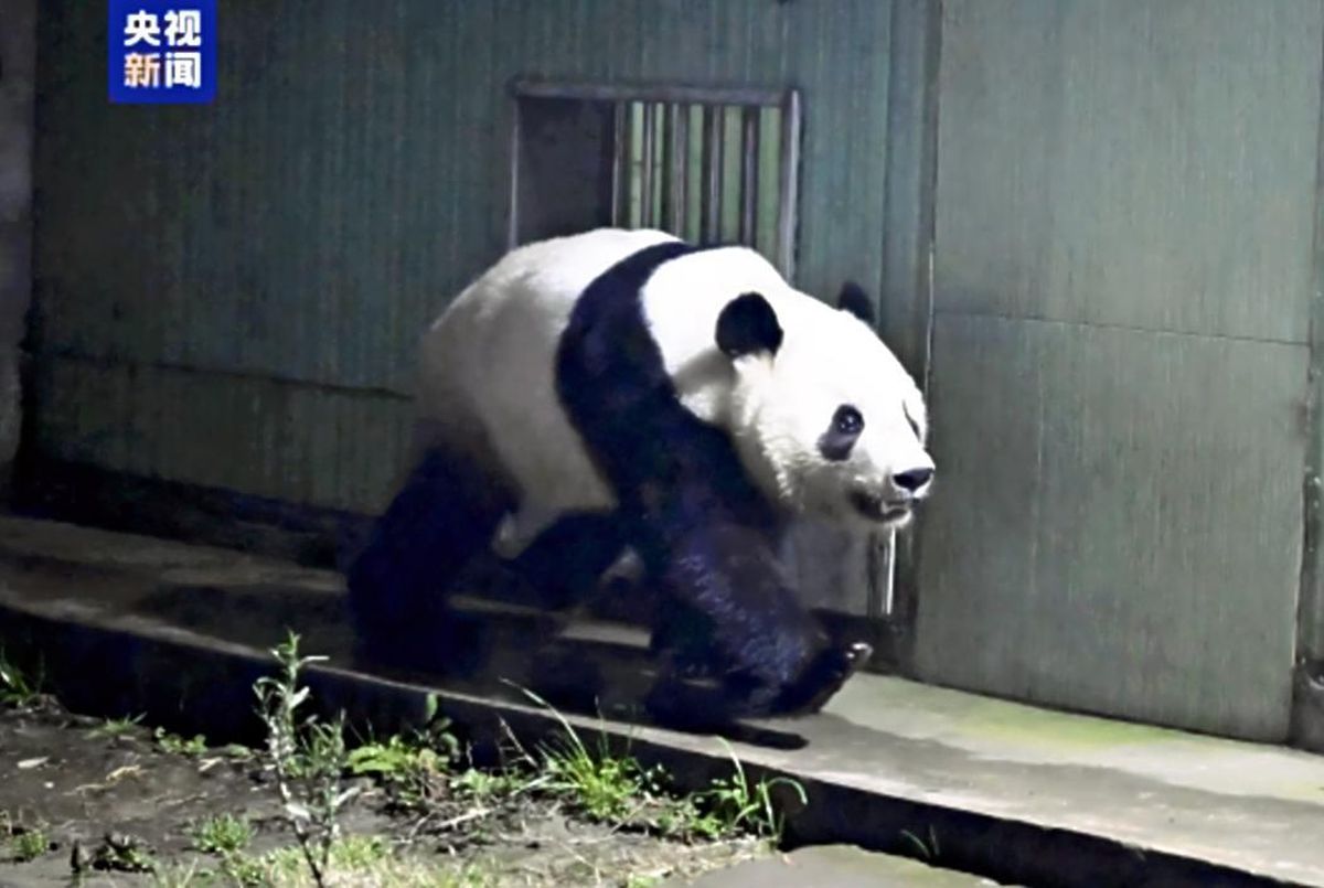 Tokyo Ueno Zoo’s Twin Pandas Arrive in China, Moved to Conservation and Research Center in Sichuan Province