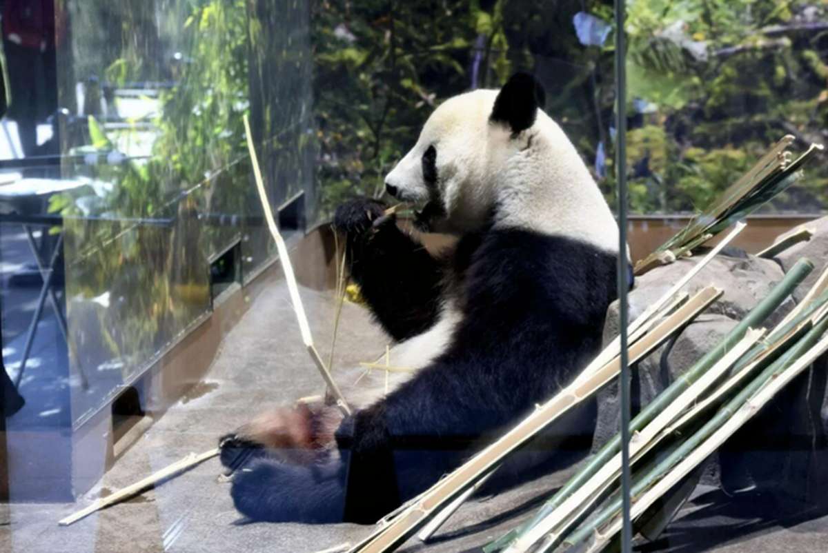 4,400 Visit Twin Pandas for Final Public Viewing; Japan’s Ueno Zoo Says Goodbye to Xiao Xiao, Lei Lei