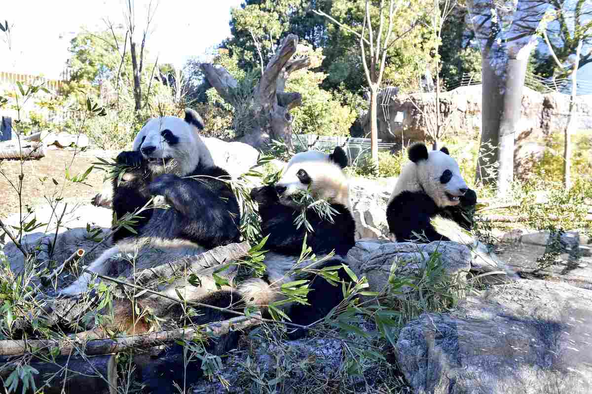 Japan’s Last 2 Giant Pandas at Ueno Zoo to Leave for China on Jan. 27 with Last Public Viewing on Jan. 25