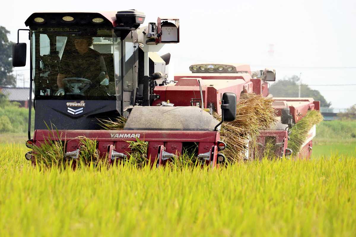yomiuri.co.jp - 小暮 - Beer Yeast Helps Save Labor, Water Use in Growing Rice; Govt Hopes to Make Method Common Practice