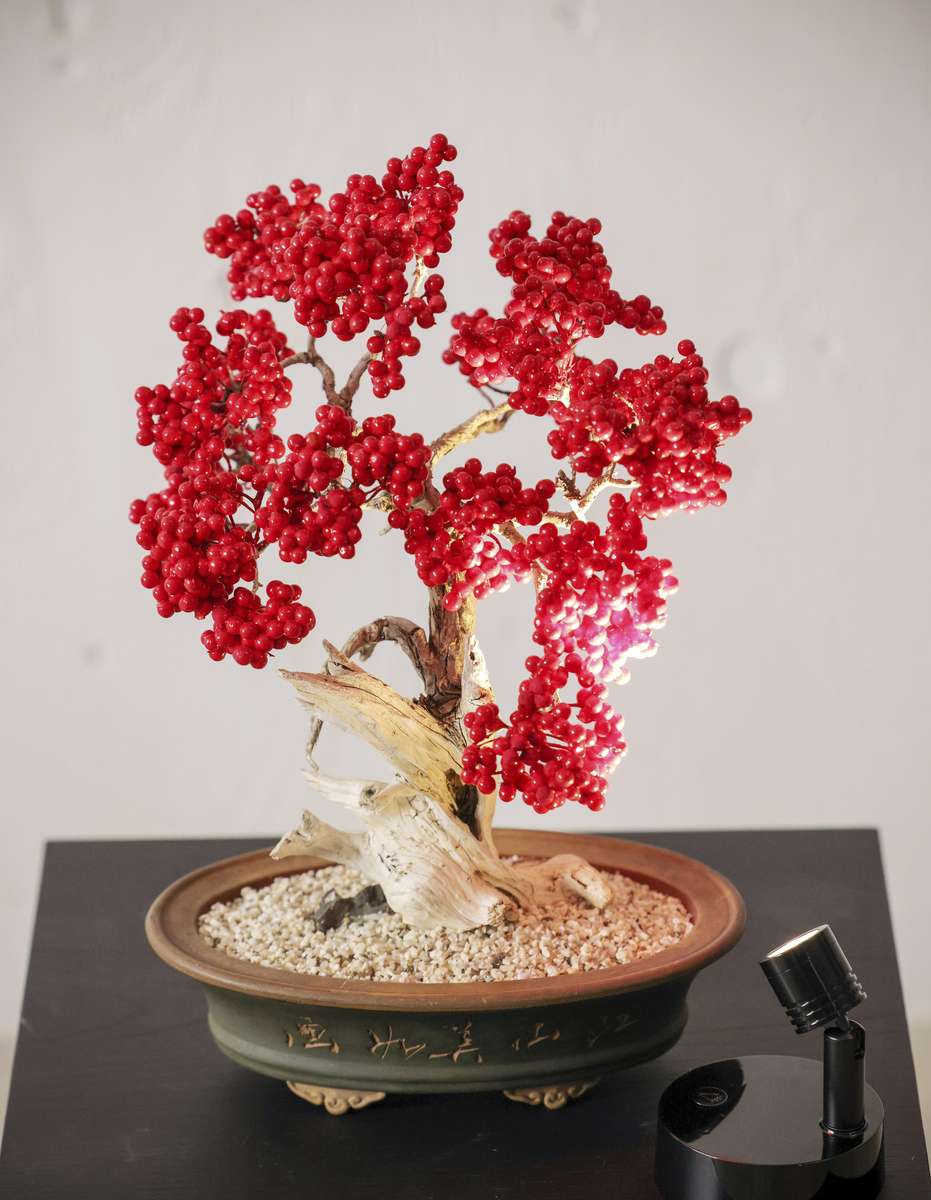 Dry Bonsai 4
