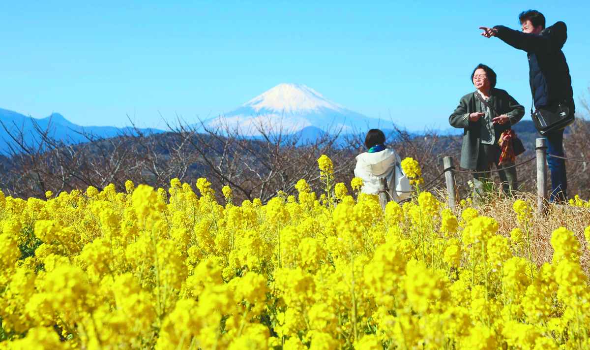 https://japannews.yomiuri.co.jp/wp-content/uploads/2026/02/SA-flower-P.jpg