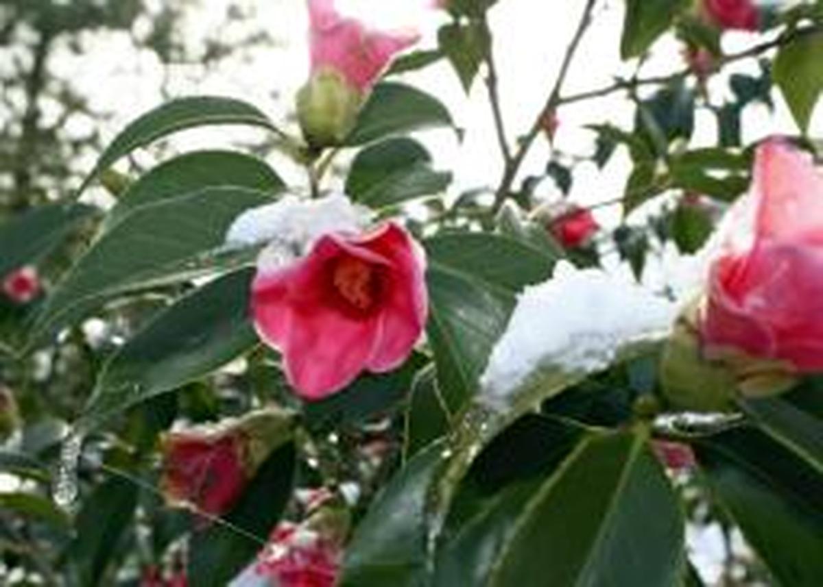 Japan’s Snow-Clad Beauty: Camellia Flowers Seen in Winter Bloom at Park in Ishikawa Pref.