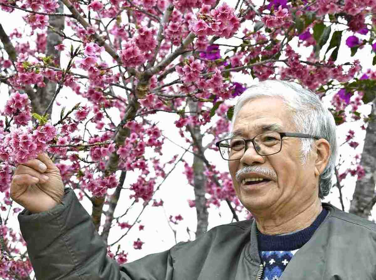 Vietnam’s Cherry Blossom Doctor Turns 10 Seeds from Japan into 120,000 Trees, Creating Lakeside Attraction