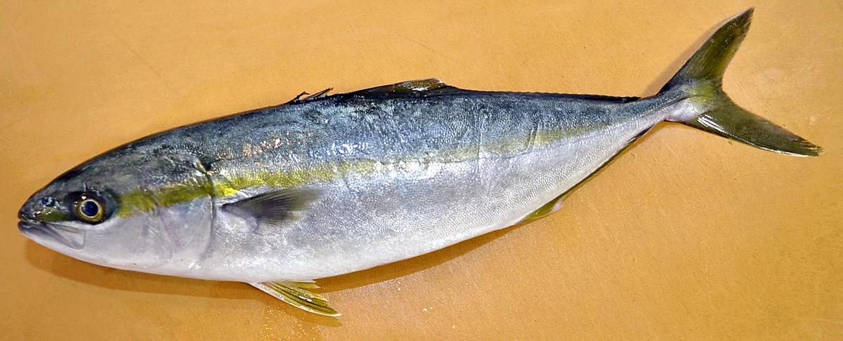 yellowtail1