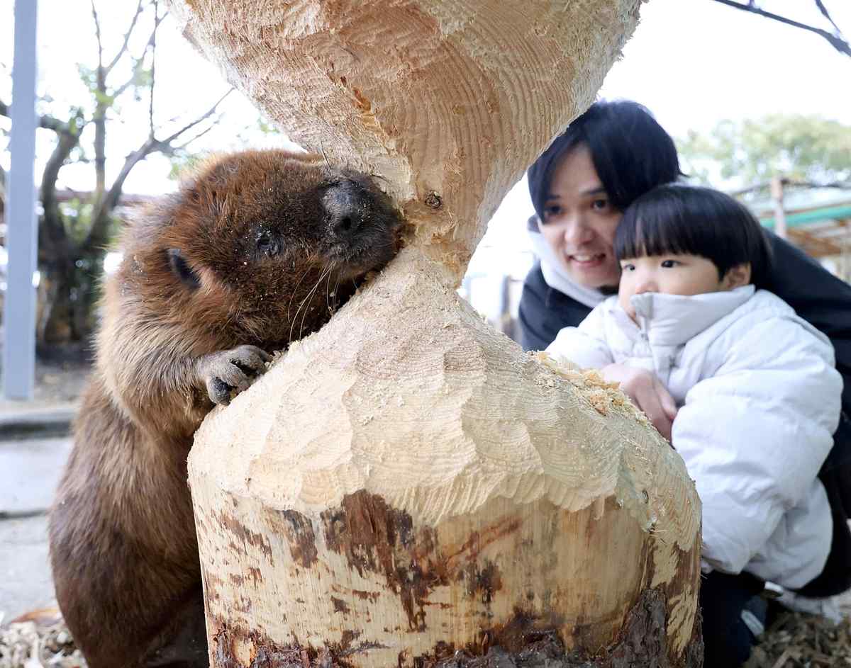 https://japannews.yomiuri.co.jp/wp-content/uploads/2026/03/JW-beave-gryoko.jpg