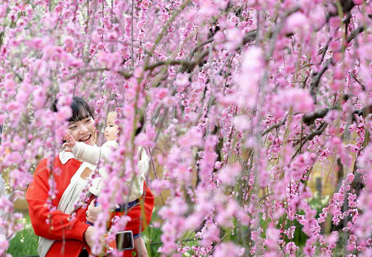 https://japannews.yomiuri.co.jp/wp-content/uploads/2026/03/plum-tree.jpg