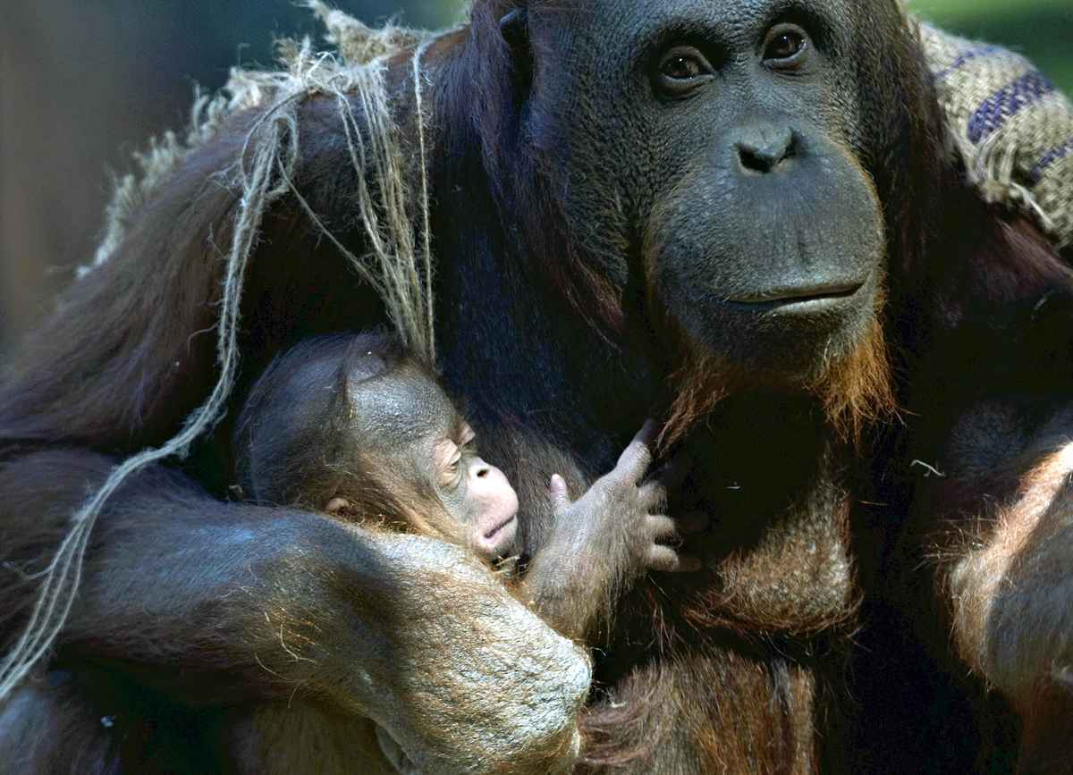Critically Endangered Orangutan Born at Madrid Zoo