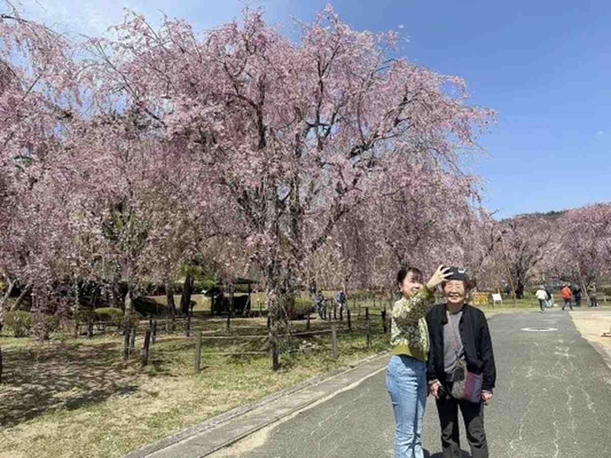Elegant Weeping Cherry Blossoms on Display at Water Purification Site in Iwate Pref.
