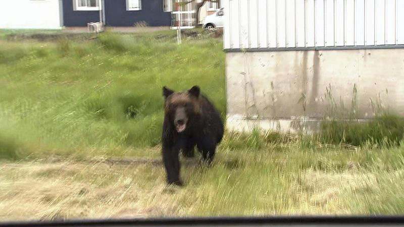 Why This Japanese Town Eats BEARS 