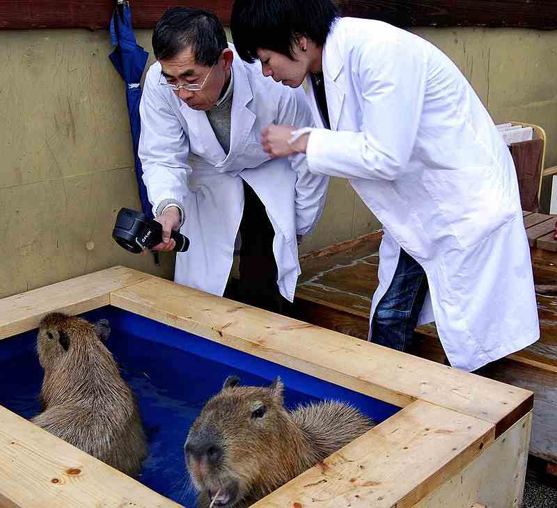 Study: Water from Japan hot spring soothes capybaras' skin - The Japan News